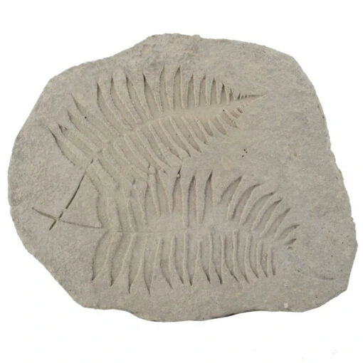 15" Cement Gray Contemporary Style Fern Fossil Accent